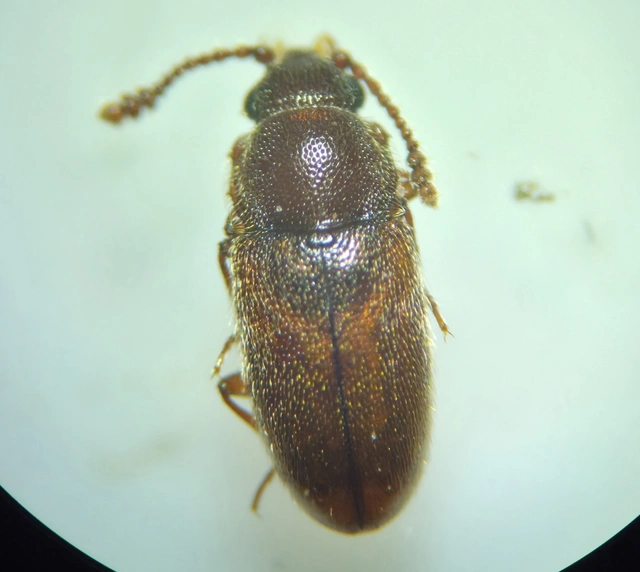 Cryptophagidae - penészbogárfélék