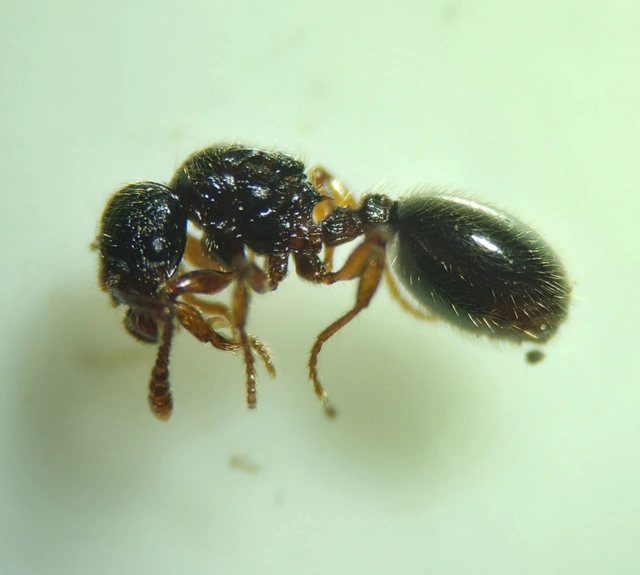 Myrmecina graminicola - ráncoshangya