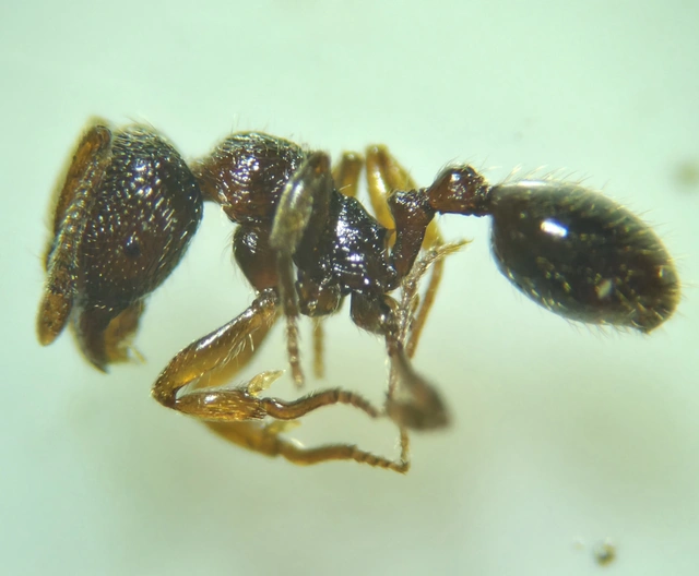 Stenamma debile - avarhangya