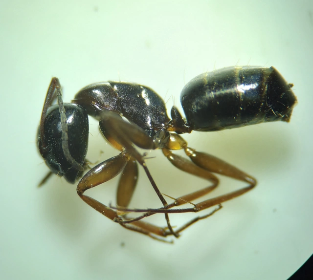 Camponotus fallax - ligeti lóhangya
