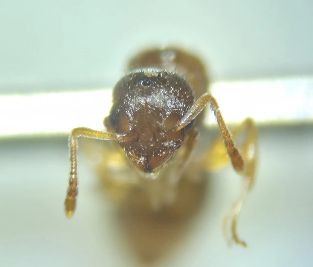 Temnothorax crassispinus - gubacslakó kéreghangya