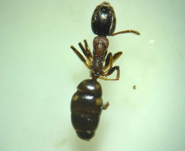 Dolichoderus quadripunctatus - négypettyes erdeihangya