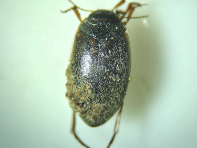 Hydroporus planus - gyakori kiscsíkbogár