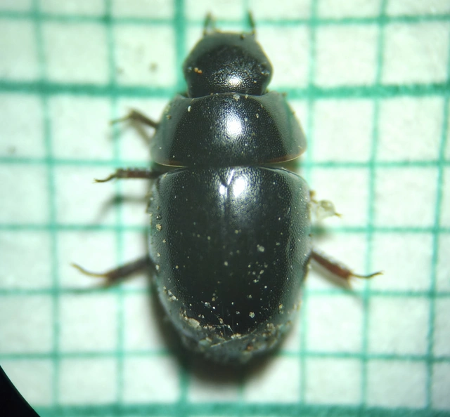 Coelostoma orbiculare - kétéltű csiborka