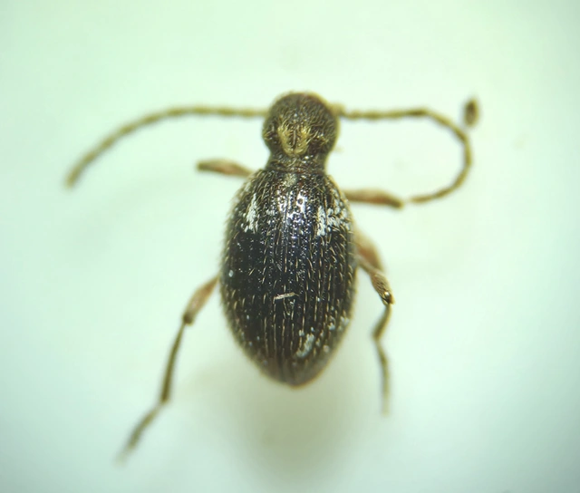 Ptinus