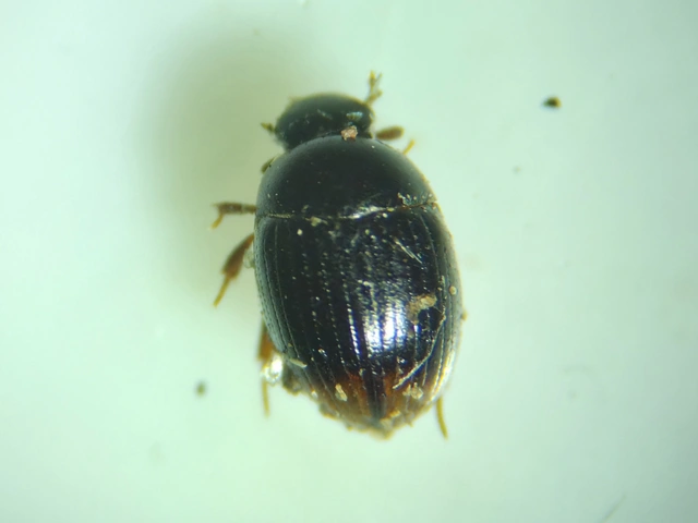 Hydrophilidae - csiborfélék