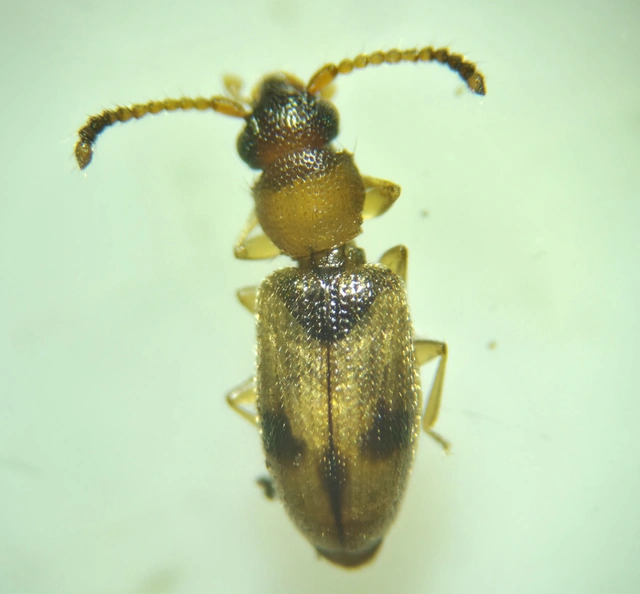 Psammoecus bipunctatus - kétpettyes fogasnyakú-lapbogár