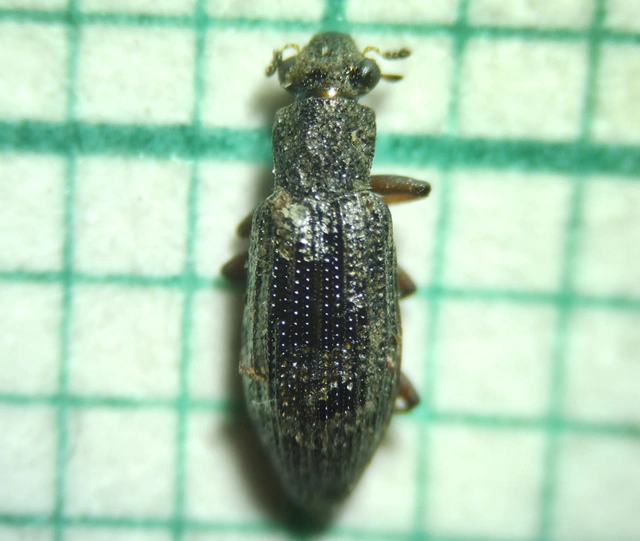Hydrochus flavipennis - barna nyurgacsibor