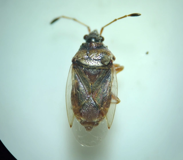 Kleidocerys resedae - nyírbodobács