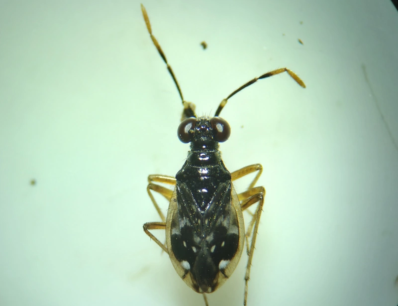 Chartoscirta