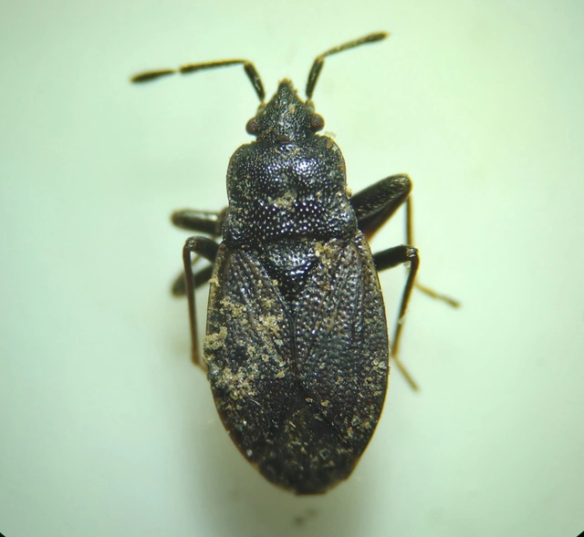 Drymus brunneus - barna erdeibodobács