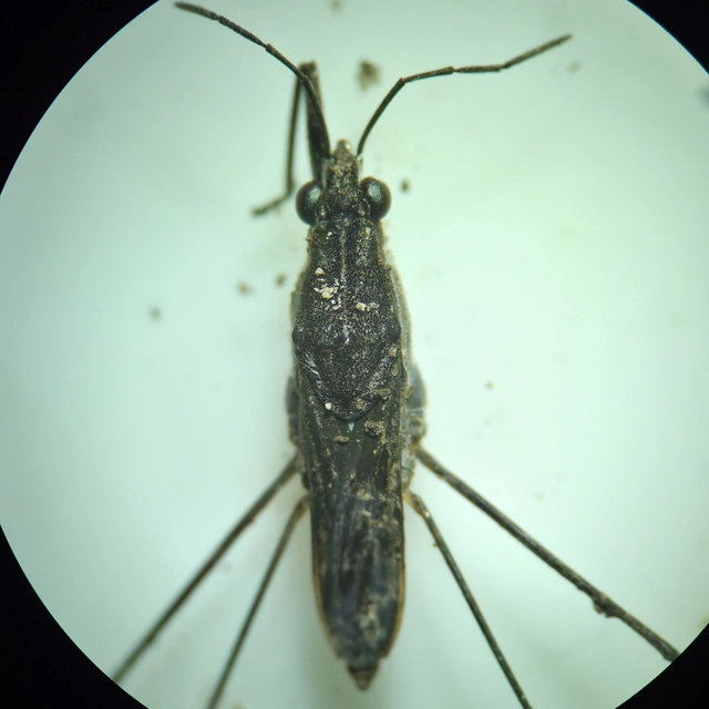 Gerridae - molnárpoloskák