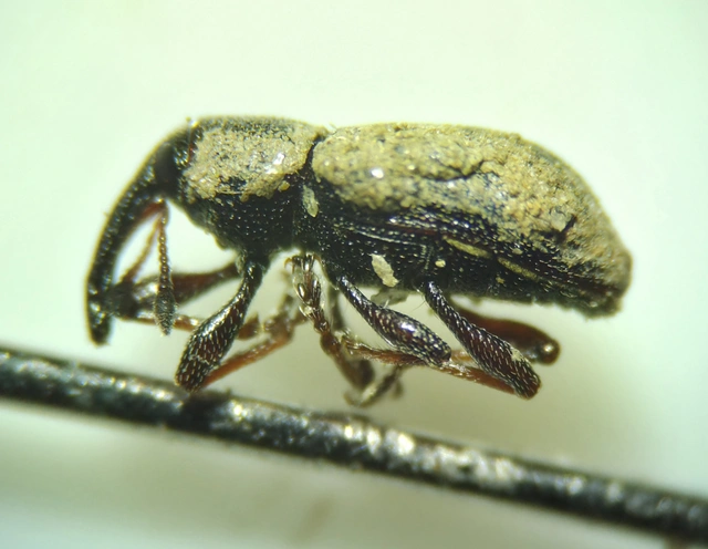 Notaris acridulus - közönséges sásormányos