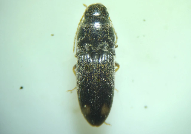 Drasterius bimaculatus - változékony pattanó