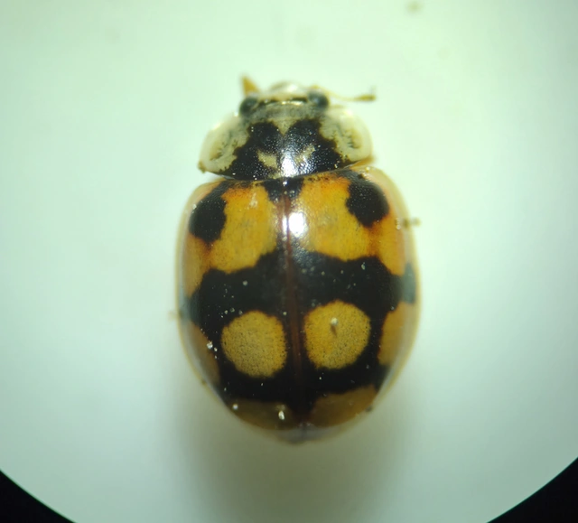 Adalia decempunctata - tízpettyes katica