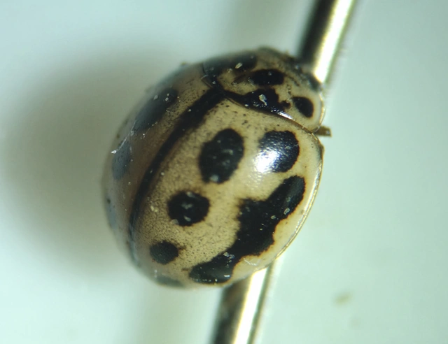 Tytthaspis sedecimpunctata - tizenhatpettyes katica