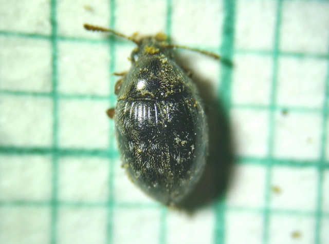Byrrhidae - labdacsbogárfélék