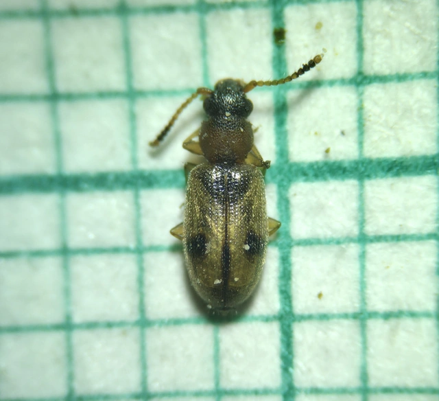 Psammoecus bipunctatus - kétpettyes fogasnyakú-lapbogár