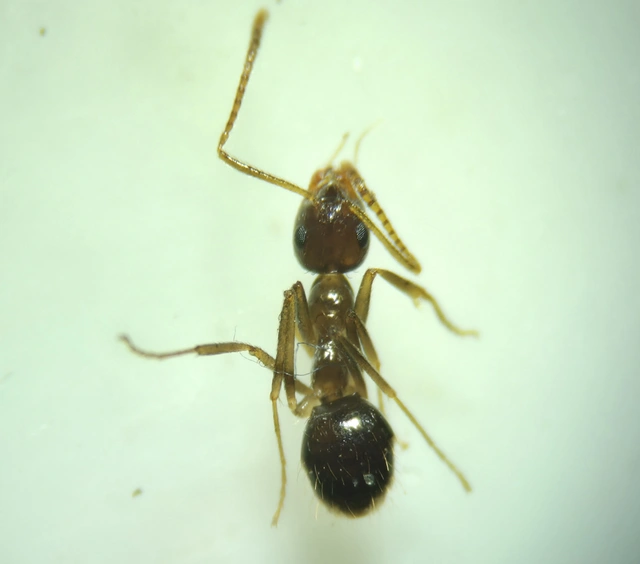 Prenolepis nitens - ragyogóhangya