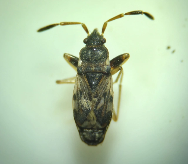 Scolopostethus Scolopostethus