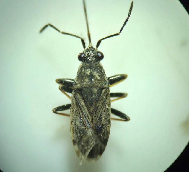 Peritrechus