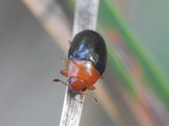 Triplax rufipes - feketehasú tarbogár