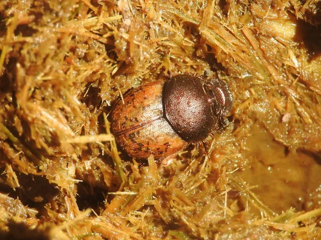 Onthophagus coenobita - rezes trágyatúró