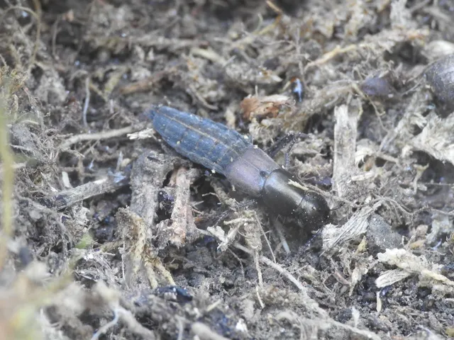 Ocypus picipennis - szurtos holyva