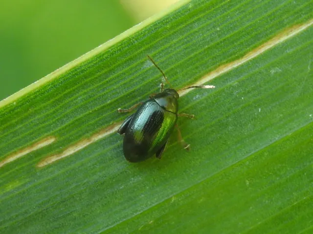 Psylliodes chrysocephala - repce-földibolha