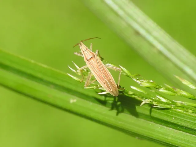 Stenodema calcarata - sarkantyús mezeipoloska