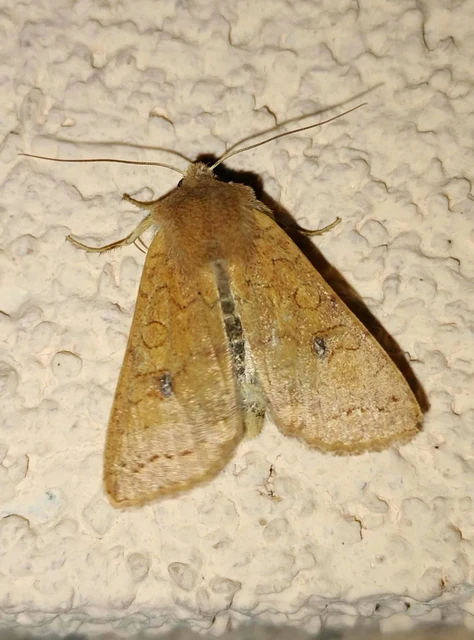 Sunira circellaris - okkersárga őszibagoly