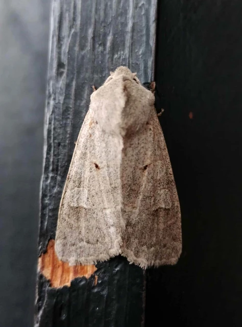 Ammoconia caecimacula - szürke őszibagoly