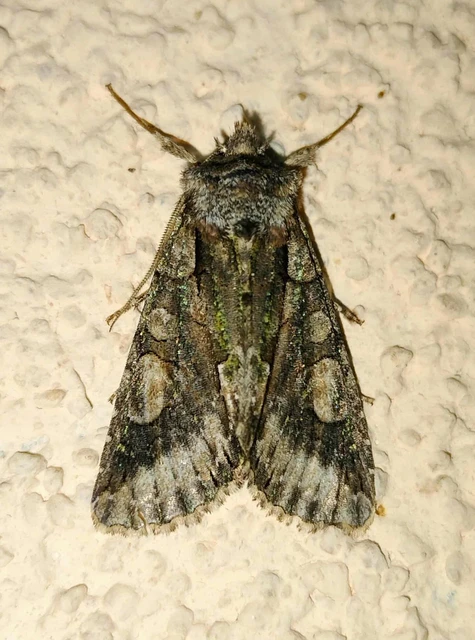 Allophyes oxyacanthae - galagonyabagoly