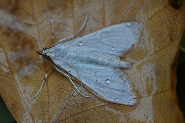 Palpita vitrealis - hófehér tűzmoly