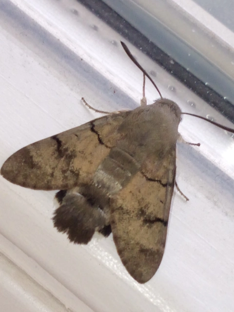 Macroglossum stellatarum - kacsafarkú szender