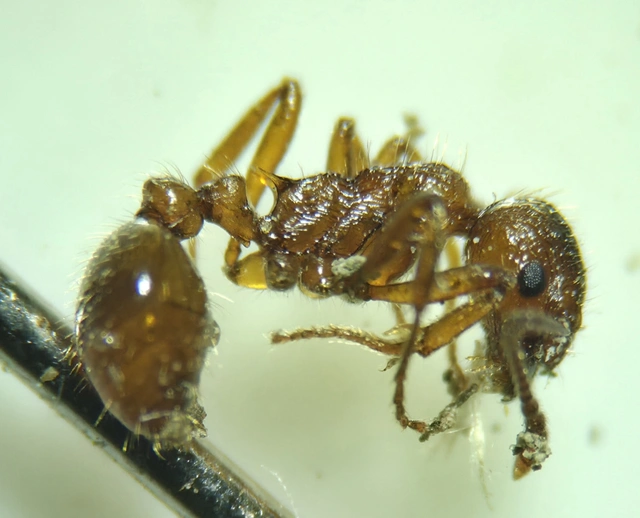 Myrmica rubra - közönséges bütyköshangya