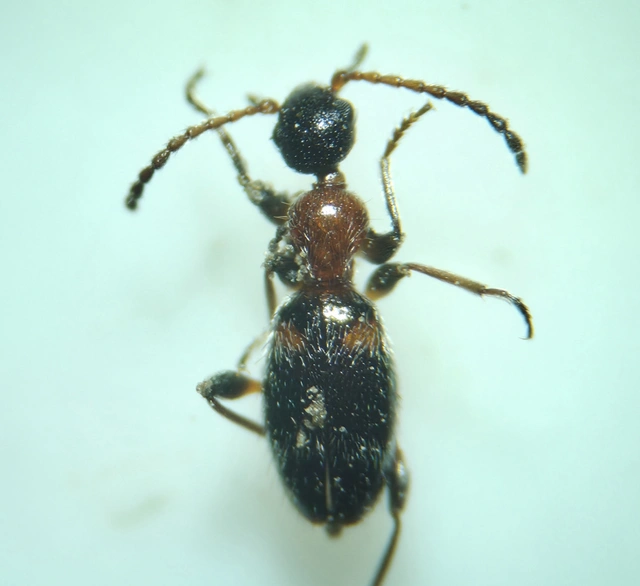 Anthelephila pedestris - hangyaszerű fürgebogár