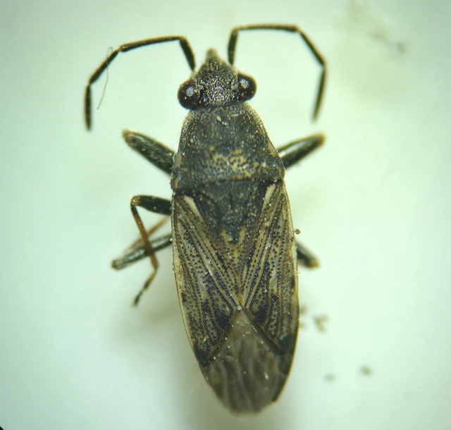 Peritrechus