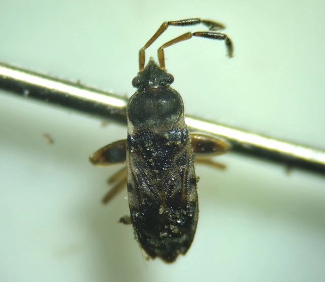 Scolopostethus Scolopostethus