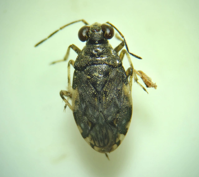 Saldidae - partipoloskák