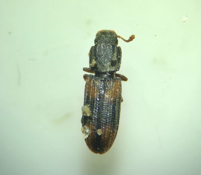 Bitoma crenata - szalagos héjbogár