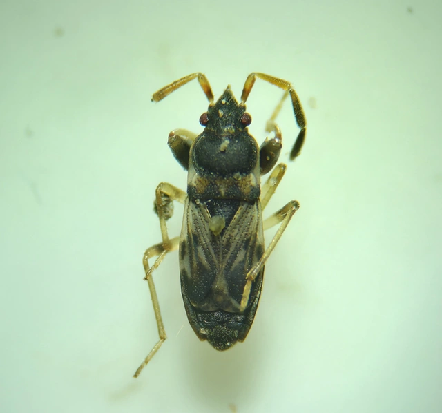 Scolopostethus Scolopostethus