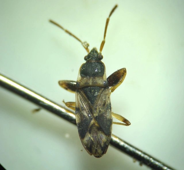 Scolopostethus Scolopostethus