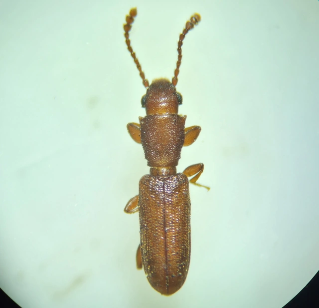 Silvanus unidentatus - rozsdás fogasnyakú-lapbogár