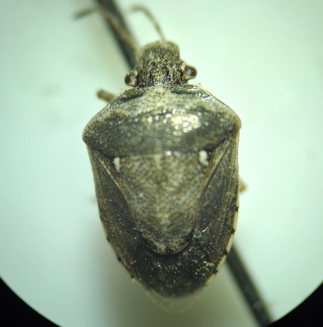 Eysarcoris ventralis - fakó feketefejű-poloska Eysarcoris ventralis - fakó feketefejű-poloska