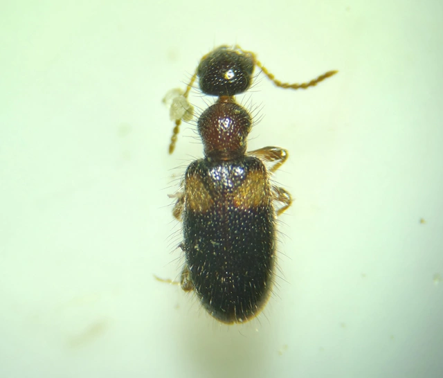 Hirticollis hispidus - szőrös fürgebogár