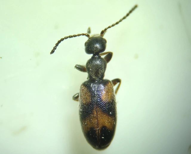 Anthicus antherinus - közönséges fürgebogár