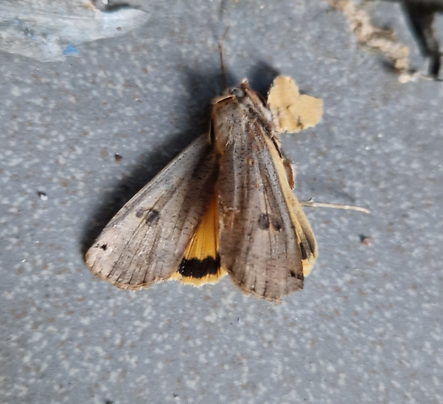 Noctua pronuba - nagy sárgafűbagoly