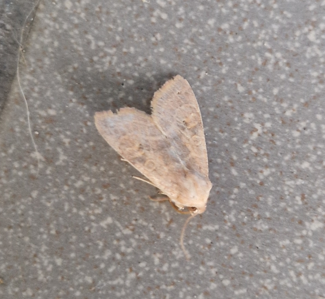 Cirrhia ocellaris - fakó sárgabagoly
