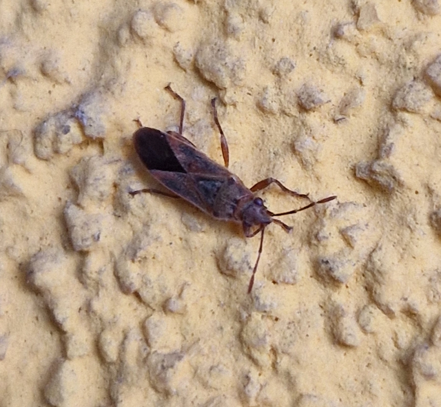 Arocatus longiceps - platánbodobács